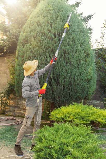 Best Tree Cabling and Bracing  in Lemmon Valley, NV